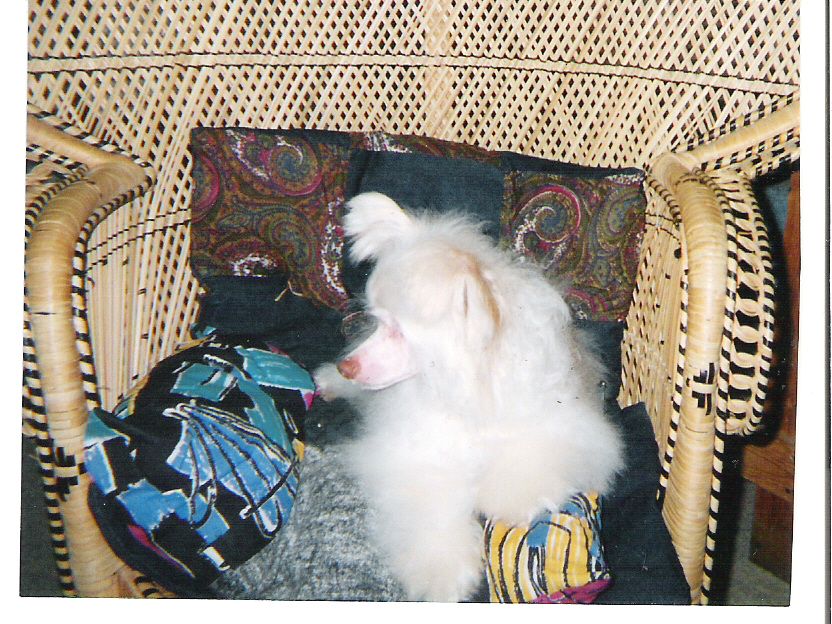 Nakota's Blond Bomr V Sunwind