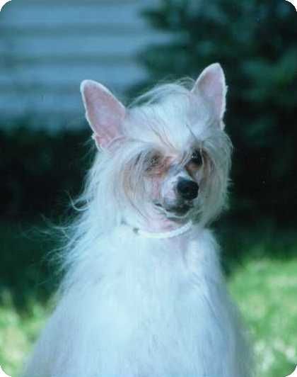 Nauset Midnite Cinderella Hd