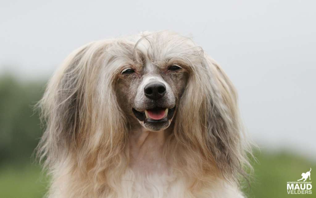 Newbourne Sir Percival Luck