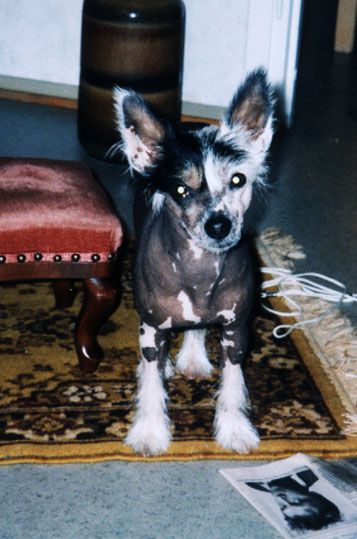 Nightdream Ni Fang Xin Ba