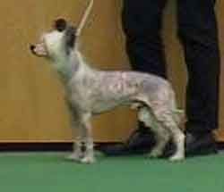 Oika Bull Zambombadecuapa