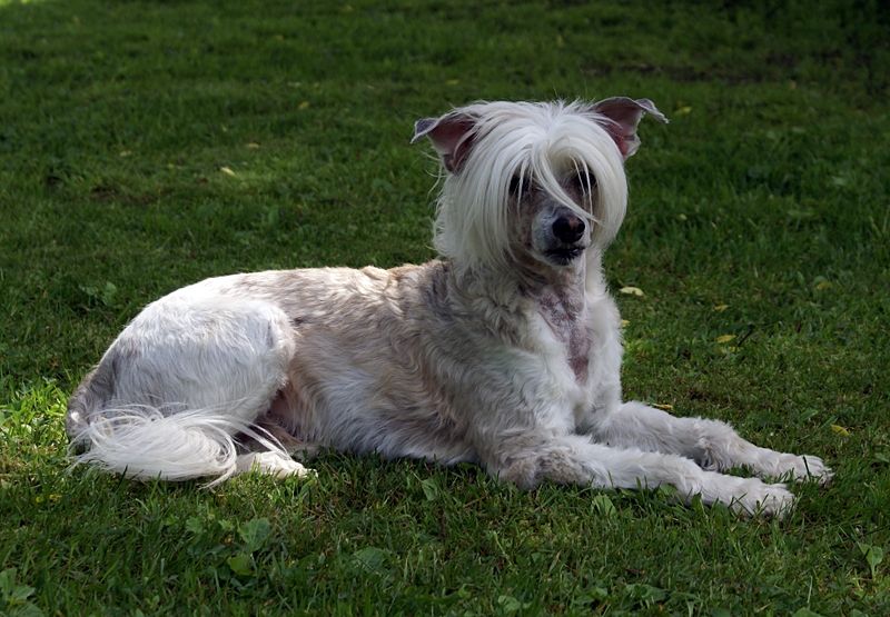 Old Chum's Divine Comedy