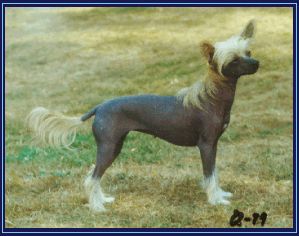 Omegaville Queen Bee