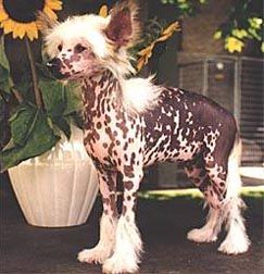 Oriental Jokes Pierce