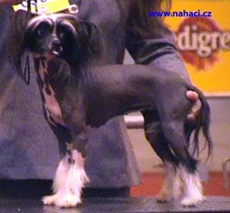 Oriental Jokes Rars Hollywood