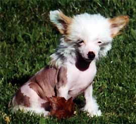 Oriental Jokes Ready To Love