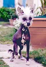 Oriental Jokes Samira