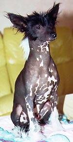 Oriental Jokes Sathya