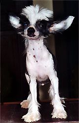 Oriental Jokes Slater