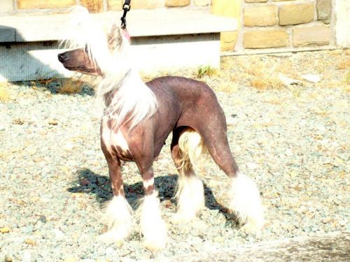 Oriental Jokes Sortilege