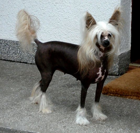 Oriental Jokes Sweet Sensation