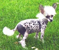 Oriental Jokes Talk About Me