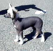 Oriental Jokes Ti'amo