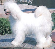 Oriental Jokes Tip Top