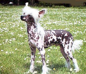 Oriental Jokes Too Much