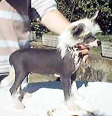 Oriental Jokes Top Class