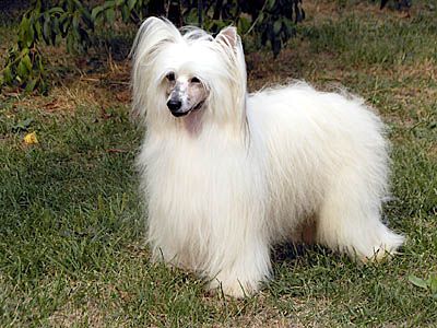 Oriental Jokes Touch of Class