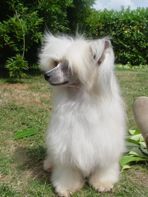 Oriental Jokes Tradition For Ever