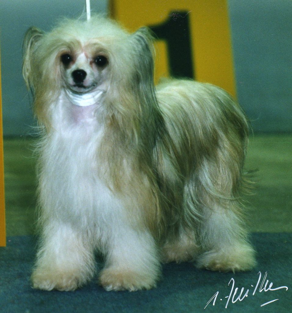 Oriental Jokes Trump Girl