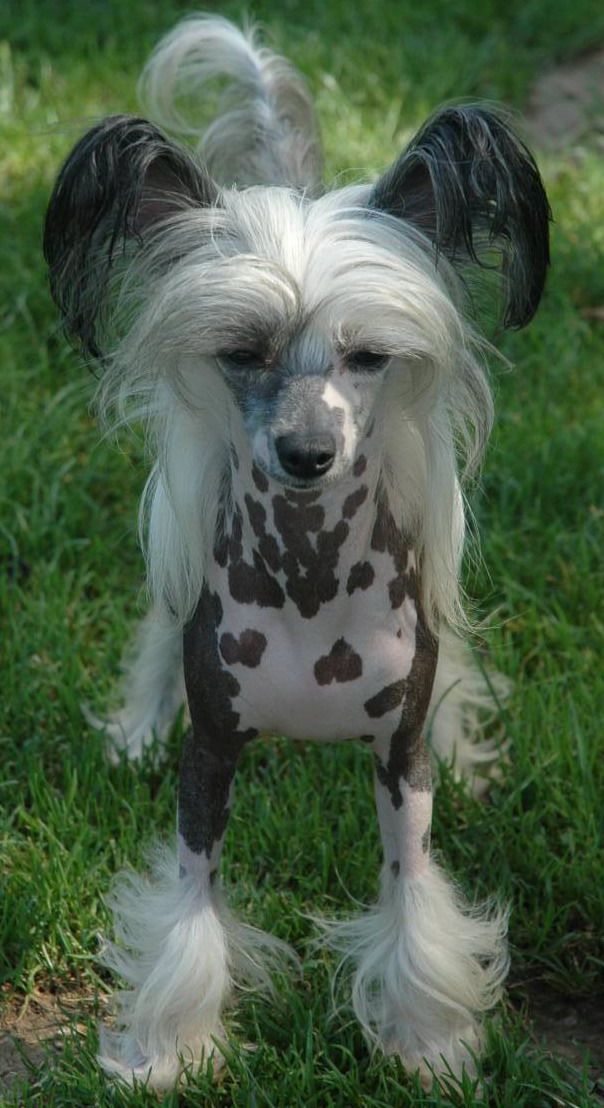 Oriental Jokes Twinkle