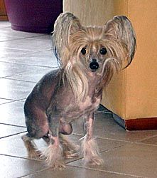 Oriental Jokes Una Belleza