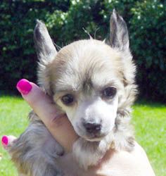 Oriental Jokes Urbann