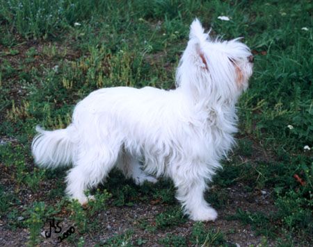 Otoya From The Llanos Estacados