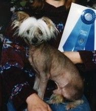 Our Hariless Tazmanian Devil