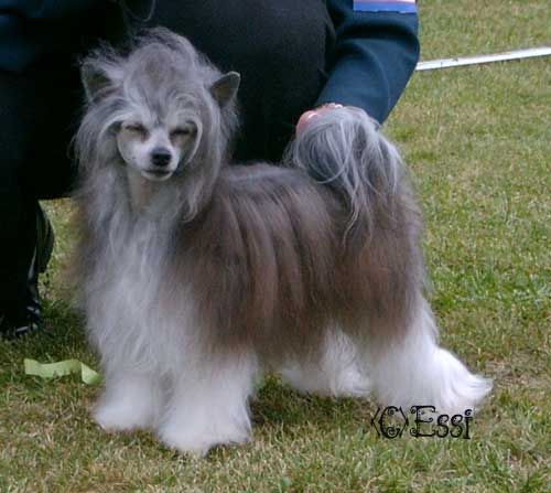 Pahlavi Love Is In The Air