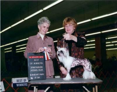 Paradice's Panda Mania