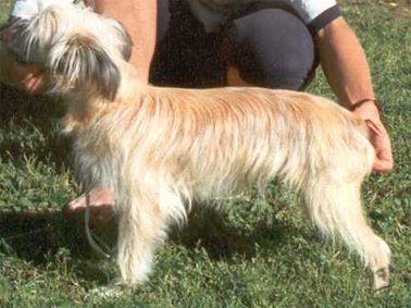 Passer-By Belladonna