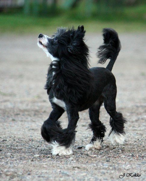 Passer-by Cute Cinderella
