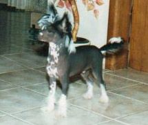 Pearlylane High Voltage