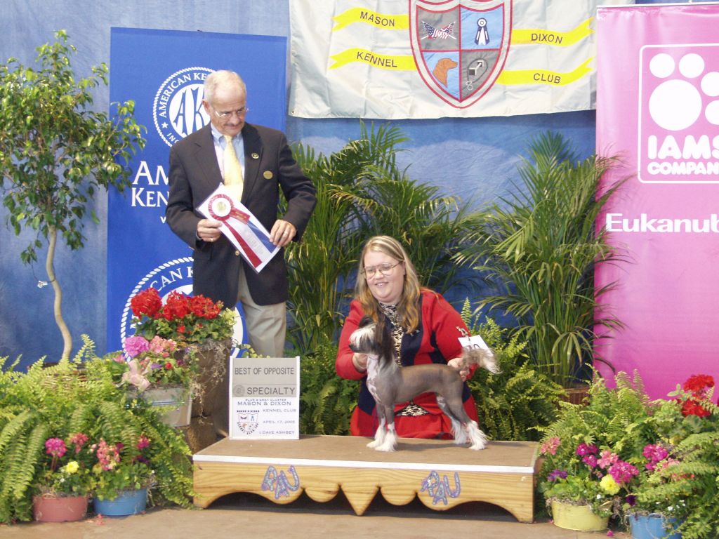 Phoenix's Incindiary