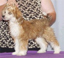 Phoenix's OOP And Running