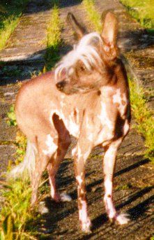 Physical Fascination Nala