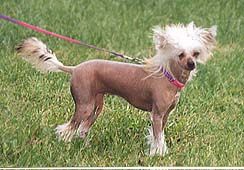 Pinku's Pricku's Julia