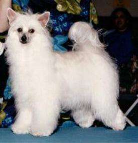 AMCH Ponytale's Don't Squeeze Me