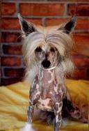 AMCH Ponytale's Viva Las Vegas