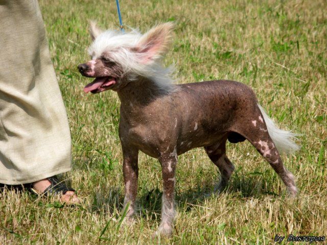 Prosecco Gio von Shinbashi