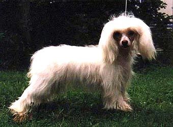 Proud Pony Blond Baroness