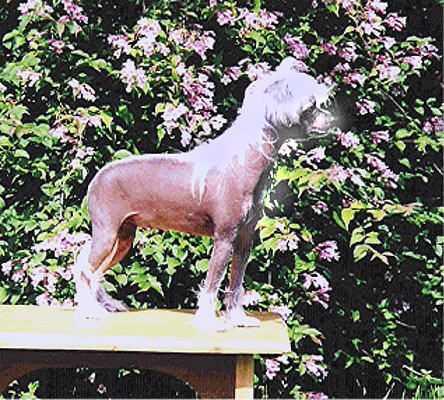 Proud Pony Everything For You