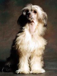 Proud Pony Geisha Girl