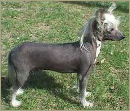 Proud Pony Grand Slam