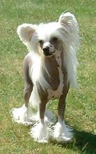 Proud Pony Worth Waiting For