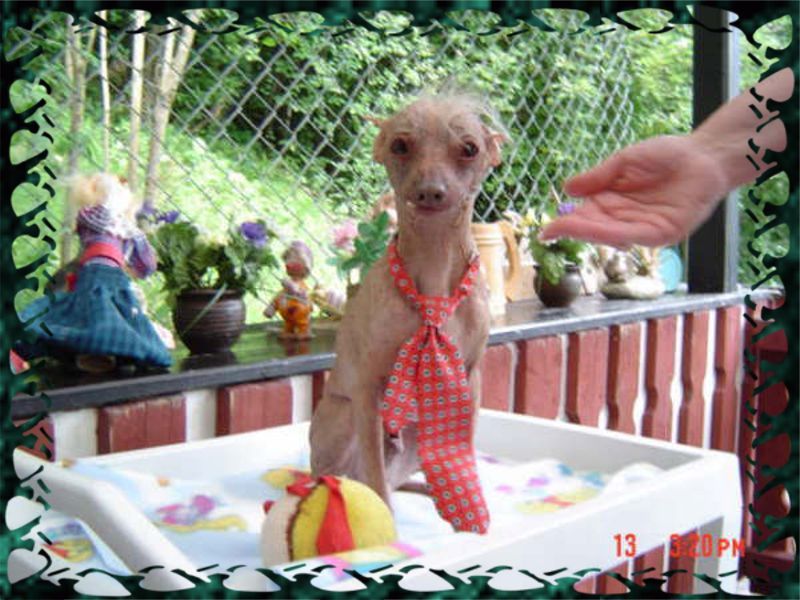 Puffen's Malvado Muchacho