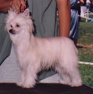 Puffin Cactus Flower