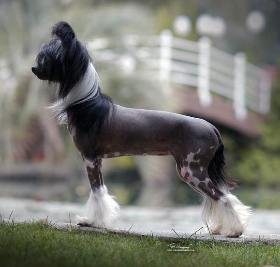 Puffin Crayon Scribbles