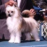 Puffin Desert Dustdevil Makara