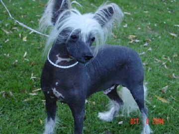 Puffin Hair Today Gone Makara